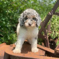 Storm, a male Poodle - Multi-Colored Standard for sale in Forrest, IL – 1 of 10