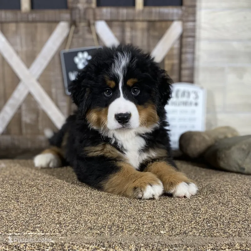 Bernese Mtn Dog Puppies Expected – Bernese Mountain Dog puppy for sale in Forrest, IL