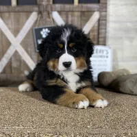 Bernese Mtn Dog Puppies Expected, a  Bernese Mountain Dog for sale in Forrest, IL – 1 of 10