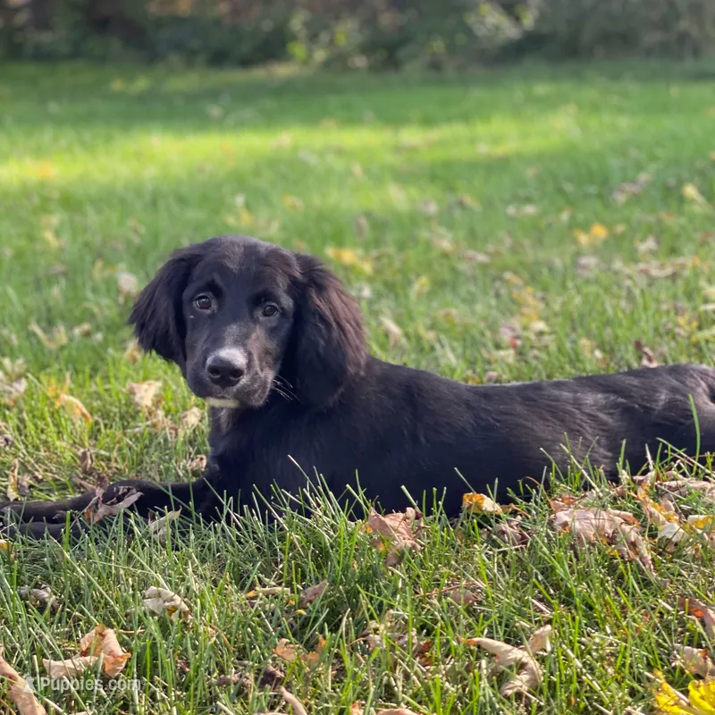 Clover – Golden Mountain Dog puppy for sale in Forrest, IL