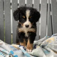 Yellow Boy, a male Bernese Mountain Dog for sale in Forrest, IL – 5 of 5