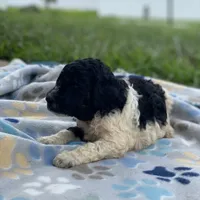 Cosmo, a male Poodle - Standard  for sale in Forrest, IL – 4 of 7