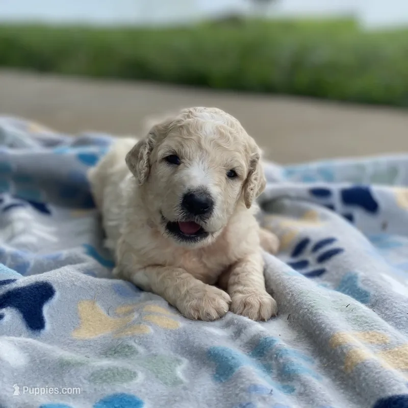 Luna – Poodle - Multi-Colored Standard puppy for sale in Forrest, IL