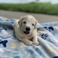 Luna, a female Poodle - Multi-Colored Standard for sale in Forrest, IL – 1 of 10