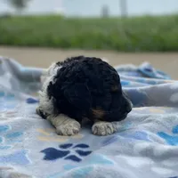 Polaris, a male Poodle - Multi-Colored Standard and Poodle - Standard  for sale in Forrest, IL – 2 of 8