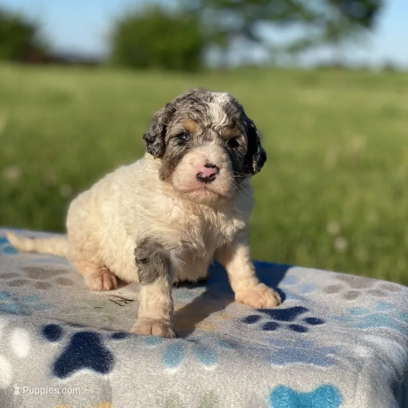 Archie – Poodle - Multi-Colored Standard, Poodle - Standard  puppy for sale in Forrest, IL