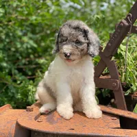 Zoey, a female Poodle - Multi-Colored Standard and Poodle - Standard  for sale in Forrest, IL – 3 of 10