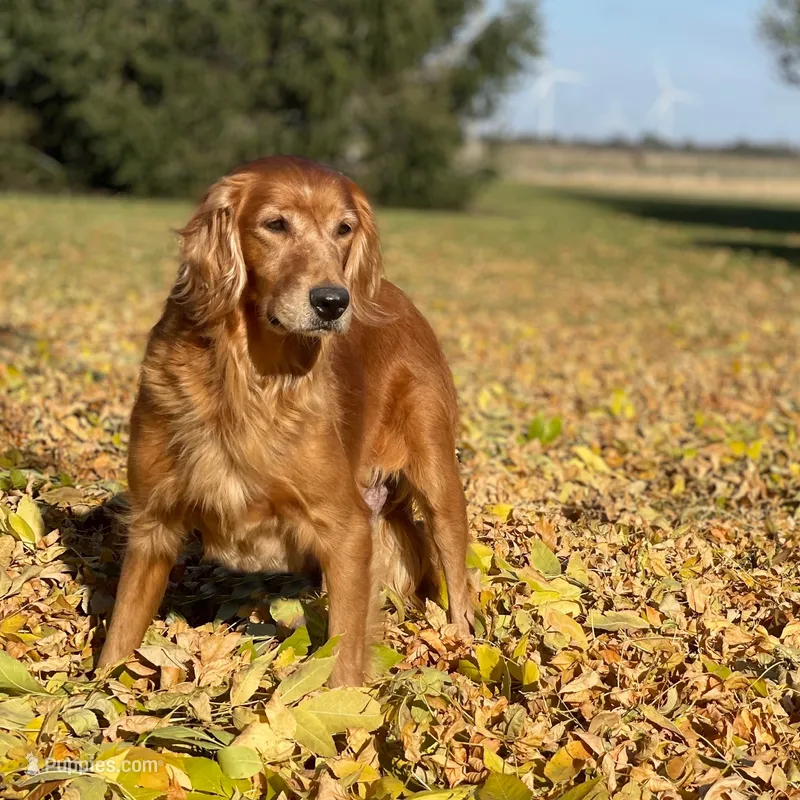 Izzy – Golden Retriever, Golden Irish puppy for sale in Forrest, IL