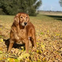Izzy, a female Golden Retriever and Golden Irish for sale in Forrest, IL – 1 of 1