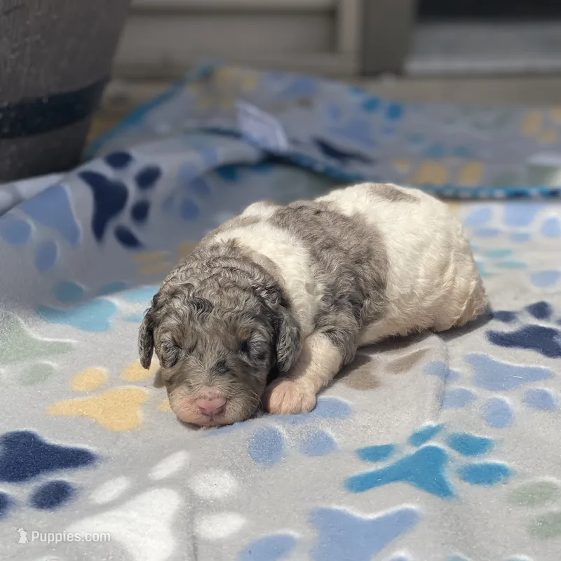 Storm – Poodle - Multi-Colored Standard, Poodle - Standard  puppy for sale in Forrest, IL