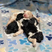 Rover, a male Poodle - Multi-Colored Standard for sale in Forrest, IL – 4 of 5