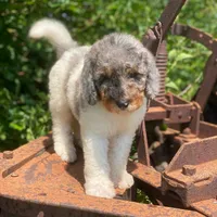 Steel, a male Poodle - Multi-Colored Standard and Poodle - Standard  for sale in Forrest, IL – 7 of 9