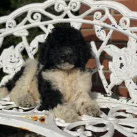 Cosmo, a male Poodle - Standard  for sale in Forrest, IL – 5 of 6