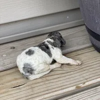 Storm, a male Poodle - Multi-Colored Standard and Poodle - Standard  for sale in Forrest, IL – 4 of 4
