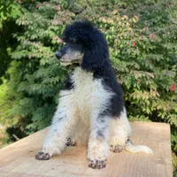 Trixy, a female Poodle - Standard  for sale in Forrest, IL – 5 of 7