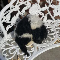Nova, a female Poodle - Multi-Colored Standard and Poodle - Standard  for sale in Forrest, IL – 4 of 4