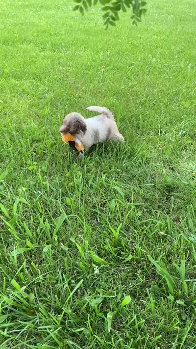 Snickers, a female Poodle - Multi-Colored Standard and Poodle - Standard  for sale in Forrest, IL – 7 of 7