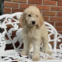 Luna, a female Poodle - Multi-Colored Standard for sale in Forrest, IL – 2 of 6