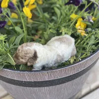 Snickers, a female Poodle - Multi-Colored Standard and Poodle - Standard  for sale in Forrest, IL – 4 of 4
