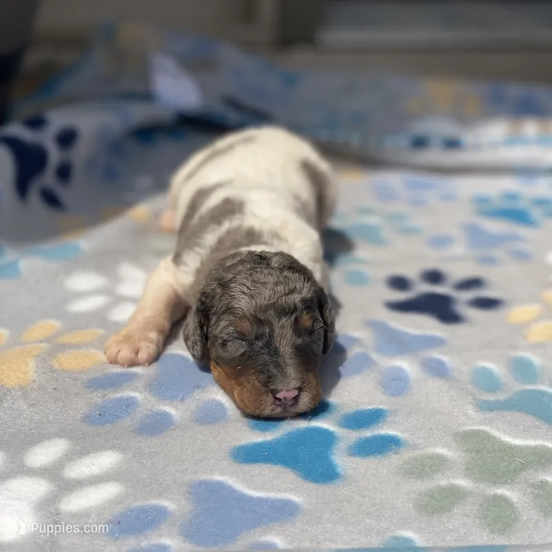 Steel – Poodle - Multi-Colored Standard, Poodle - Standard  puppy for sale in Forrest, IL