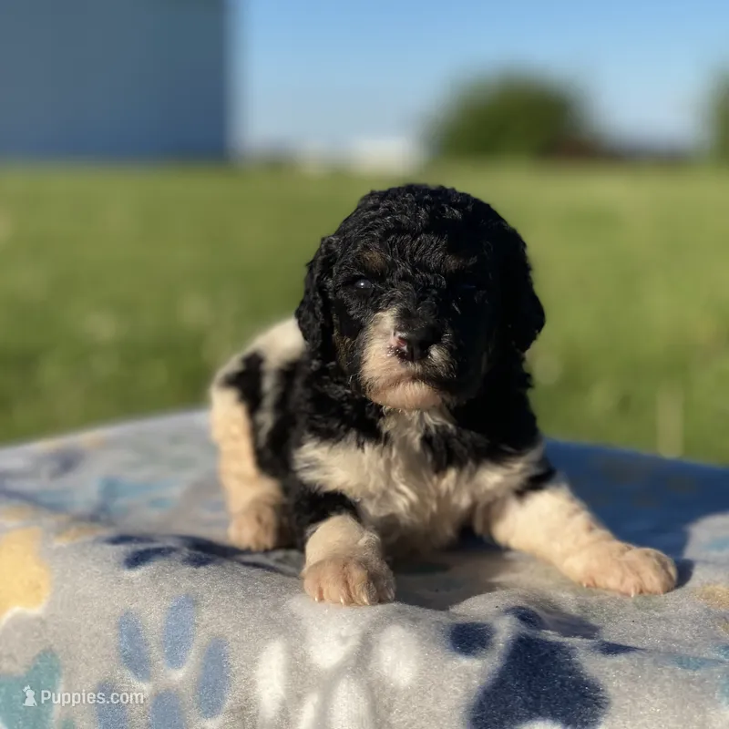Winnie – Poodle - Multi-Colored Standard, Poodle - Standard  puppy for sale in Forrest, IL