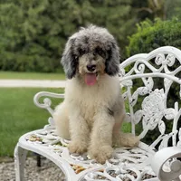 Storm, a male Poodle - Multi-Colored Standard for sale in Forrest, IL – 4 of 7