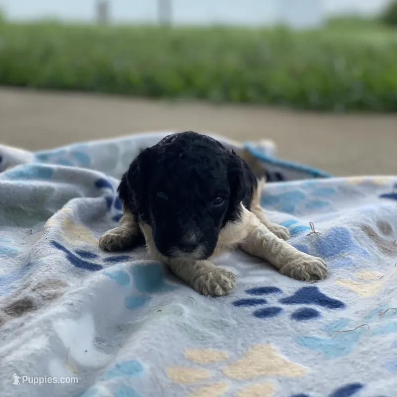 Aurora – Poodle - Standard  puppy for sale in Forrest, IL