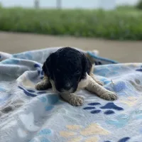 Aurora, a female Poodle - Standard  for sale in Forrest, IL – 1 of 6