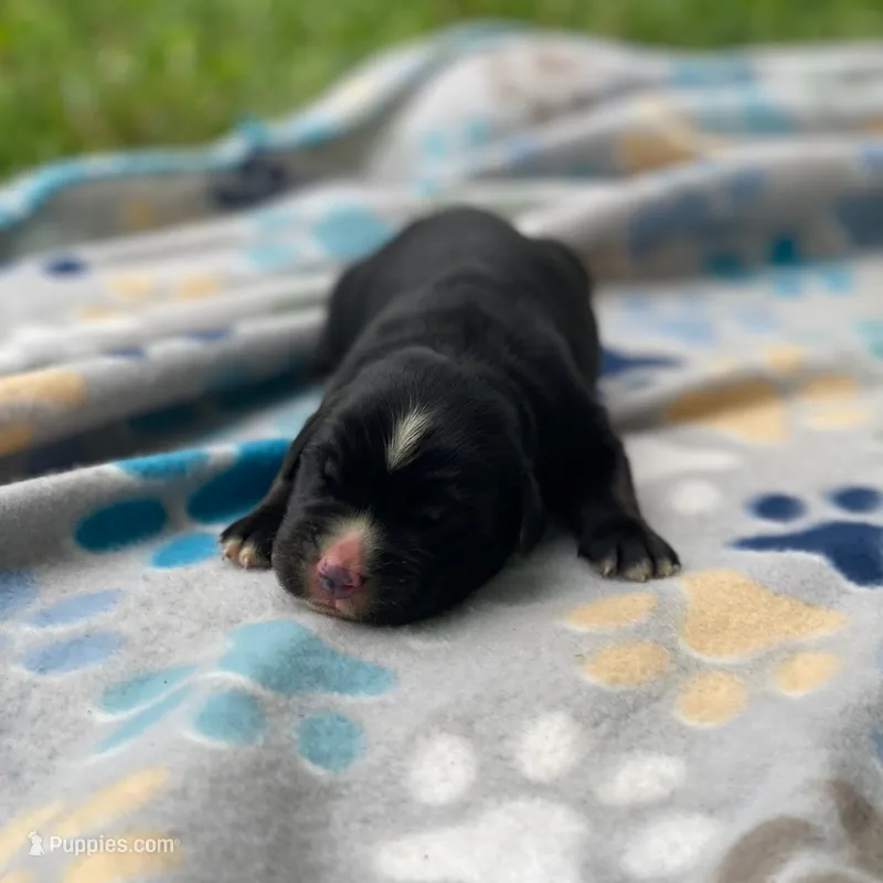 Willow – Golden Mountain Dog puppy for sale in Forrest, IL