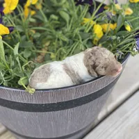 Maple, a female Poodle - Multi-Colored Standard and Poodle - Standard  for sale in Forrest, IL – 2 of 3