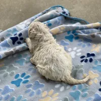 Luna, a female Poodle - Multi-Colored Standard for sale in Forrest, IL – 5 of 10