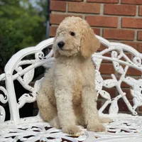 Luna, a female Poodle - Multi-Colored Standard for sale in Forrest, IL – 3 of 6