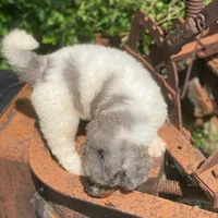 Steel, a male Poodle - Multi-Colored Standard and Poodle - Standard  for sale in Forrest, IL – 5 of 9