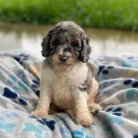 Storm, a male Poodle - Multi-Colored Standard for sale in Forrest, IL – 2 of 5