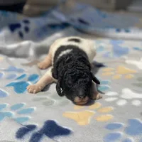 Trixy, a female Poodle - Standard  for sale in Forrest, IL – 6 of 9