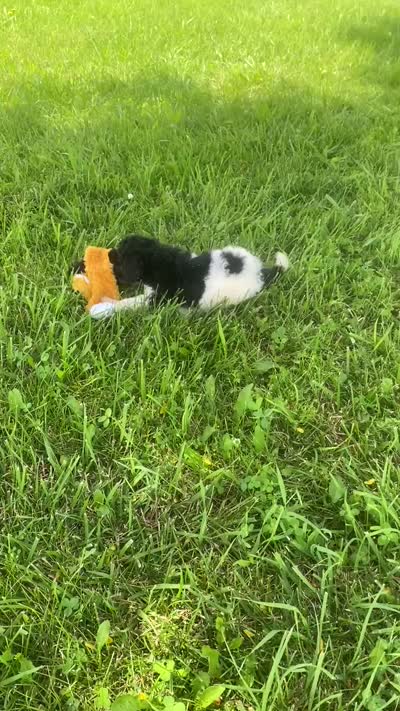 Trixy, a female Poodle - Standard  for sale in Forrest, IL – 6 of 6