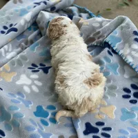 Rover, a male Poodle - Multi-Colored Standard for sale in Forrest, IL – 3 of 5