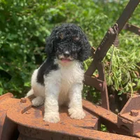 Trixy, a female Poodle - Standard  for sale in Forrest, IL – 3 of 6