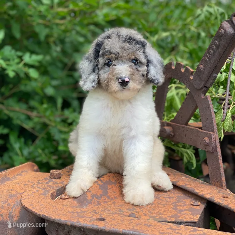 Zoey – Poodle - Multi-Colored Standard, Poodle - Standard  puppy for sale in Forrest, IL