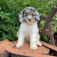 Zoey, a female Poodle - Multi-Colored Standard and Poodle - Standard  for sale in Forrest, IL – 1 of 10