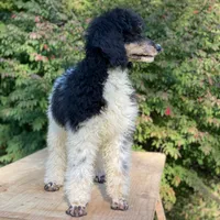 Trixy, a female Poodle - Standard  for sale in Forrest, IL – 3 of 7