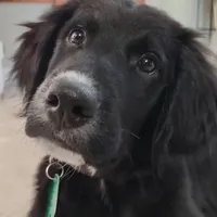 Smoky, a male Golden Mountain Dog for sale in Forrest, IL – Photo 9 of 9