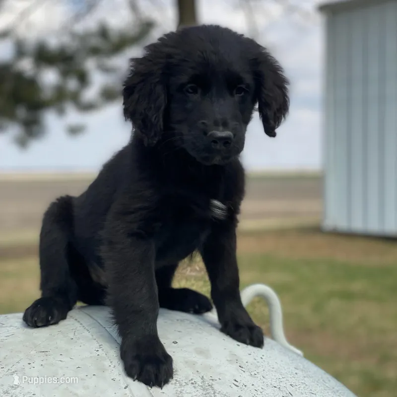 Smoky – Golden Mountain Dog puppy for sale in Forrest, IL