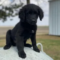 Smoky, a male Golden Mountain Dog for sale in Forrest, IL – Photo 2 of 9