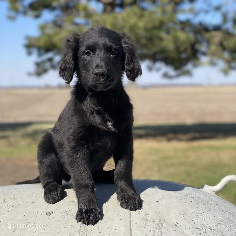 Smoky, a male Golden Mountain Dog for sale in Forrest, IL – Photo 1 of 9