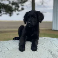 Smoky, a male Golden Mountain Dog for sale in Forrest, IL – Photo 6 of 9