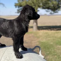 Smoky, a male Golden Mountain Dog for sale in Forrest, IL – Photo 3 of 9