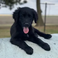 Smoky, a male Golden Mountain Dog for sale in Forrest, IL – Photo 4 of 9