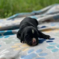 Willow, a female Golden Mountain Dog for sale in Forrest, IL – 2 of 2