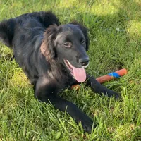 Bella, a female Golden Mountain Dog for sale in Forrest, IL – 3 of 9